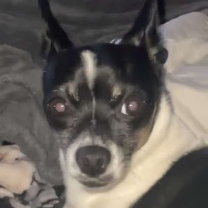 Meet your Posher, Ambrosia